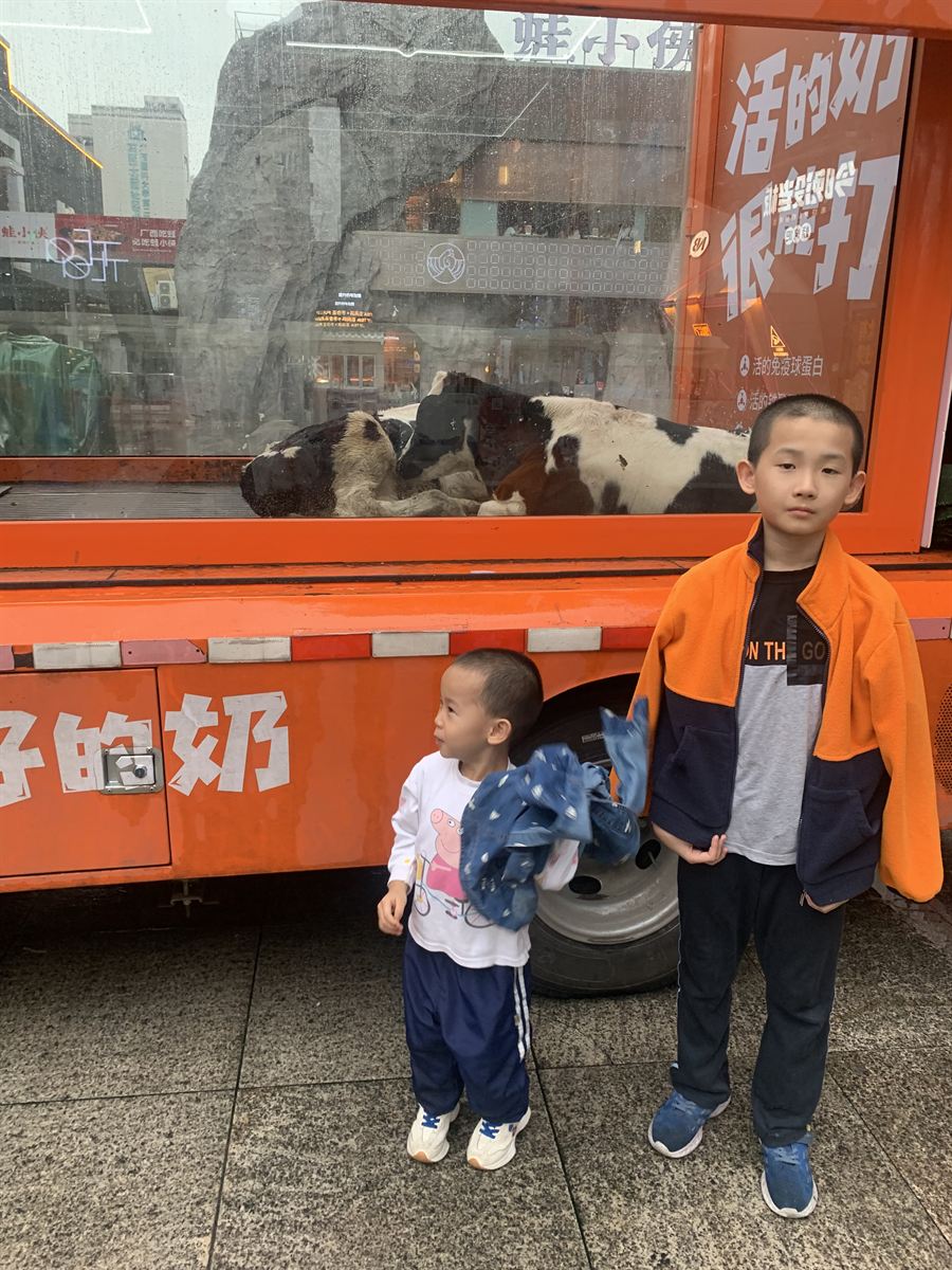 小哥俩看奶牛宣传车