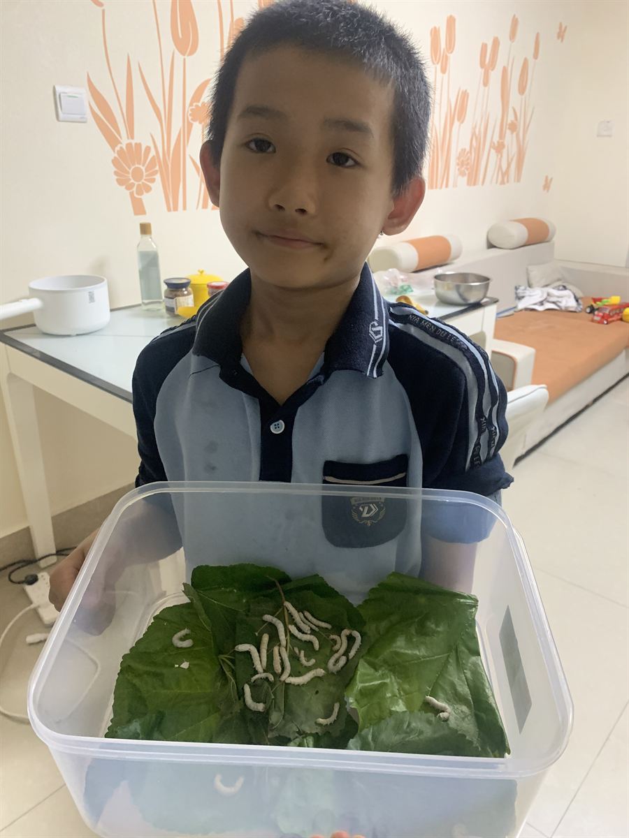 亲手养蚕的小主人