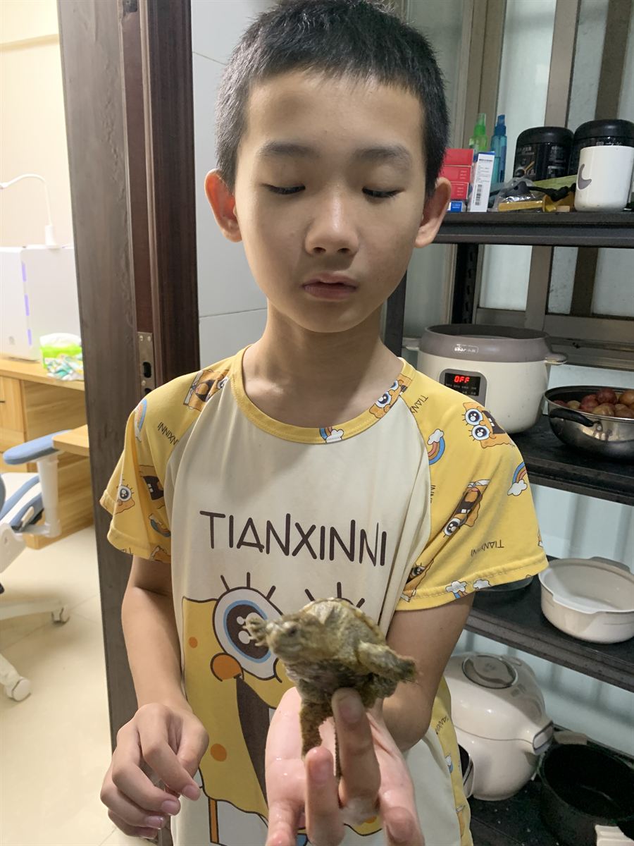掌心里的小乌龟