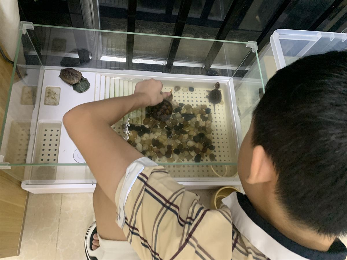 逗弄养龟缸