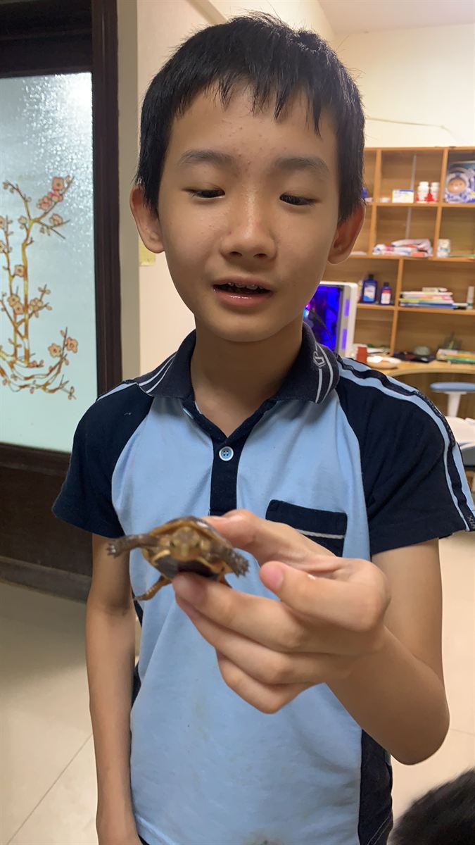 掌心小乌龟