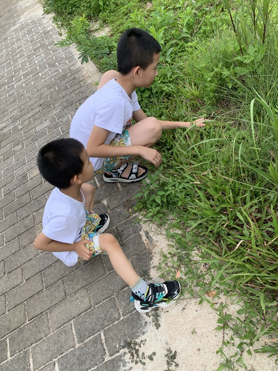 草丛探秘