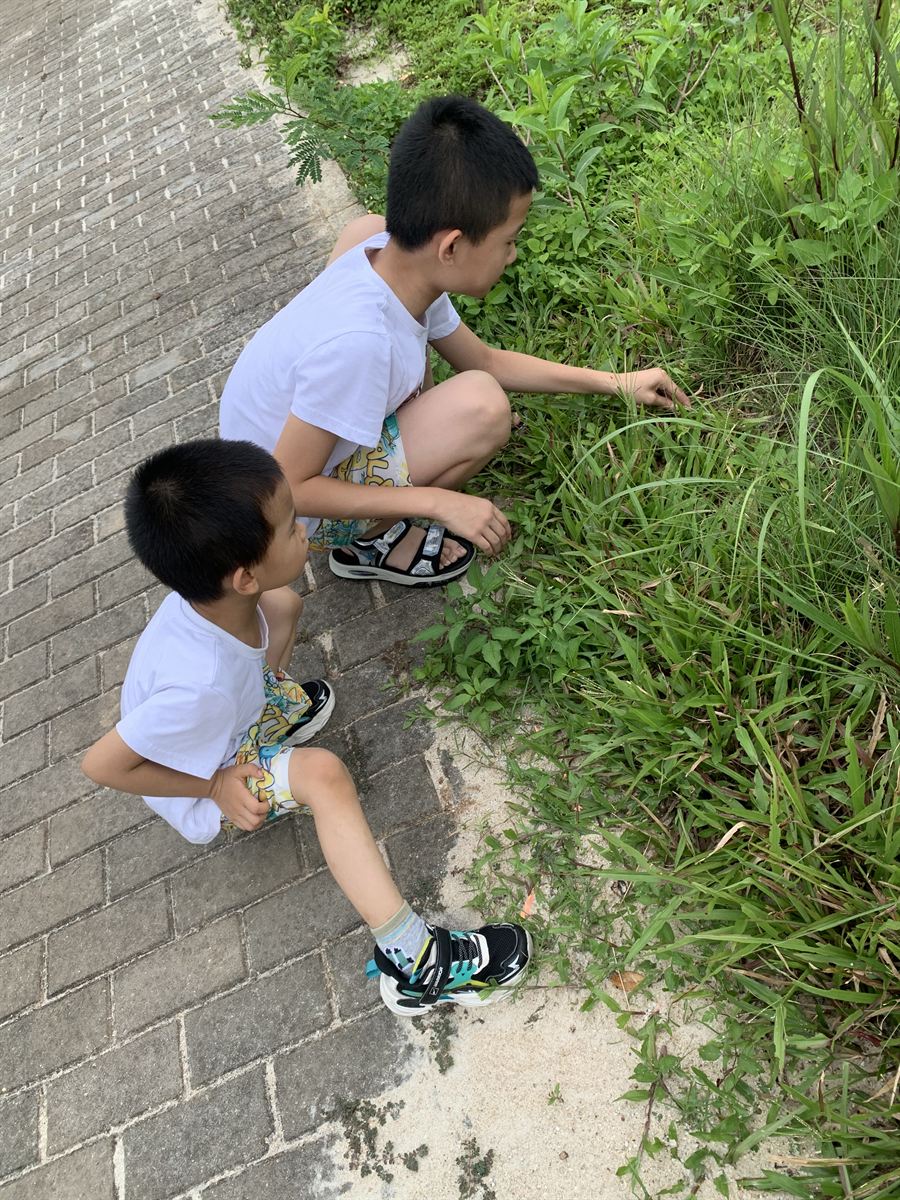 观察草丛动静