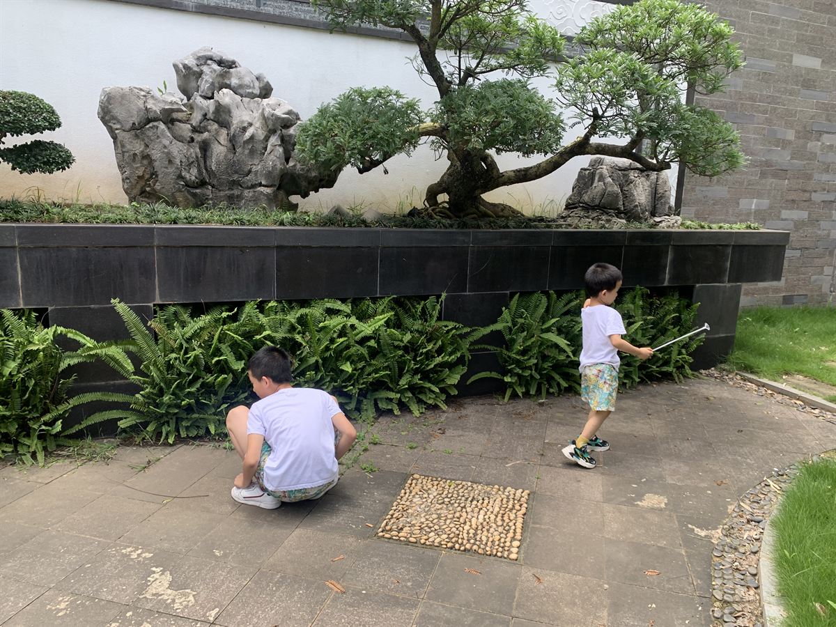 庭院蕨类观察