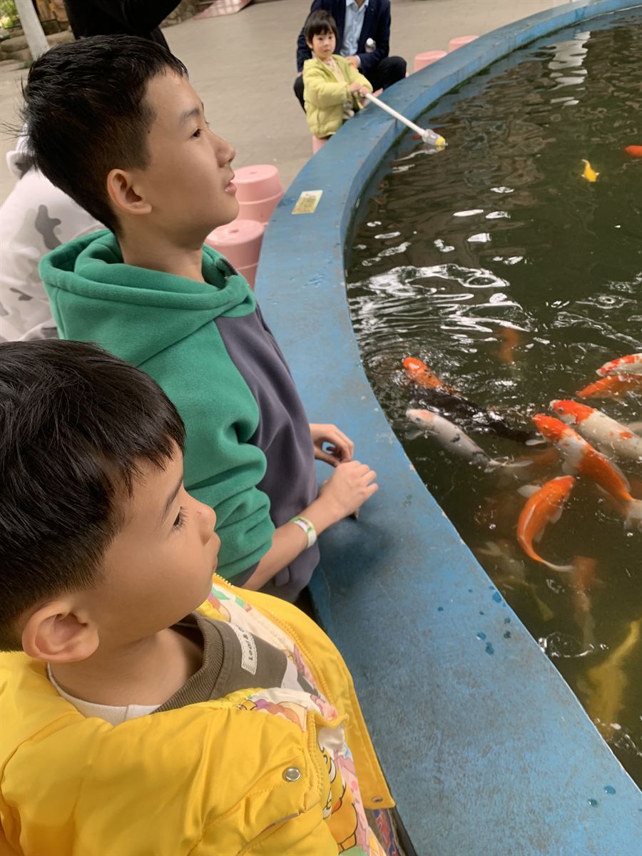 锦鲤池边驻足