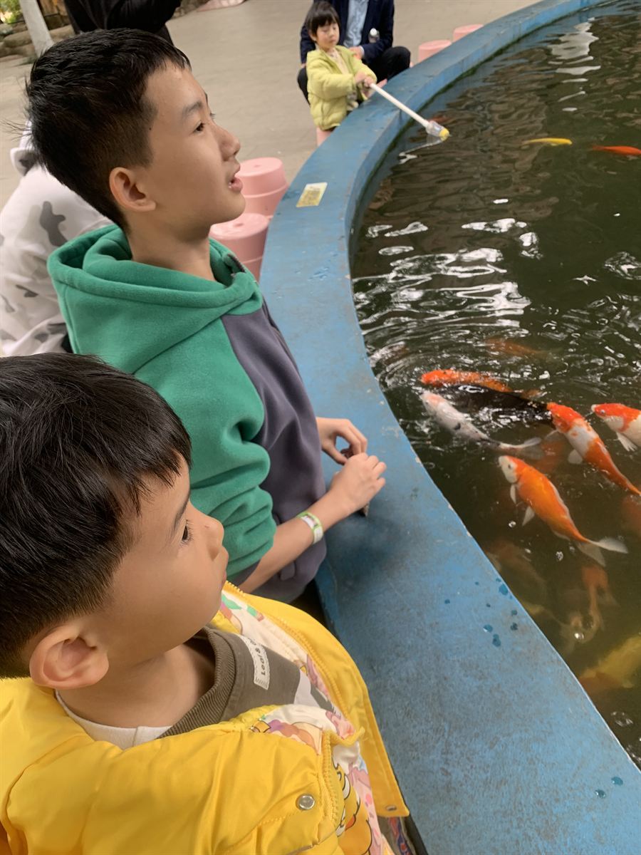 投喂锦鲤